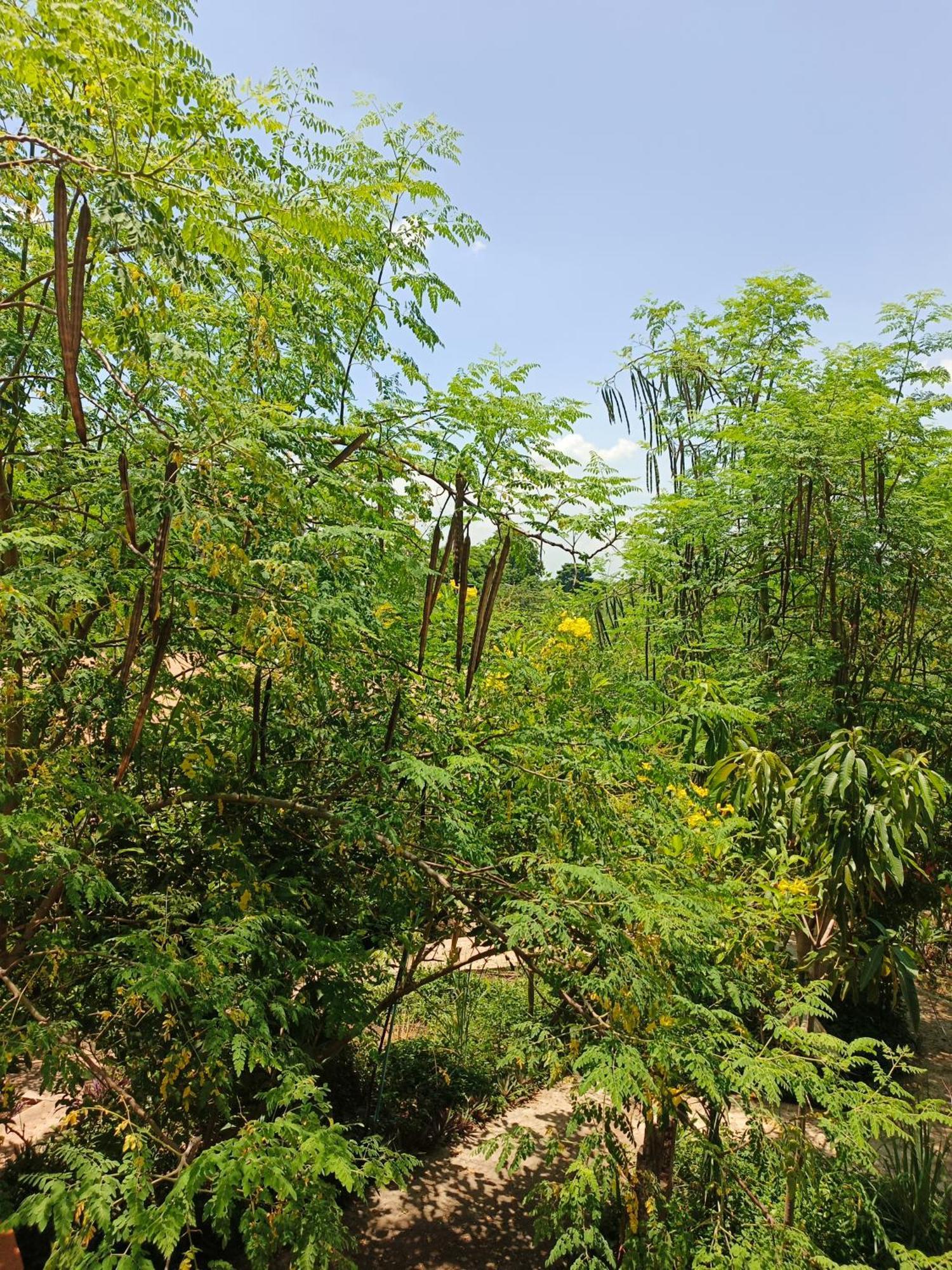 פנום פן Silk Island Homestay מראה חיצוני תמונה